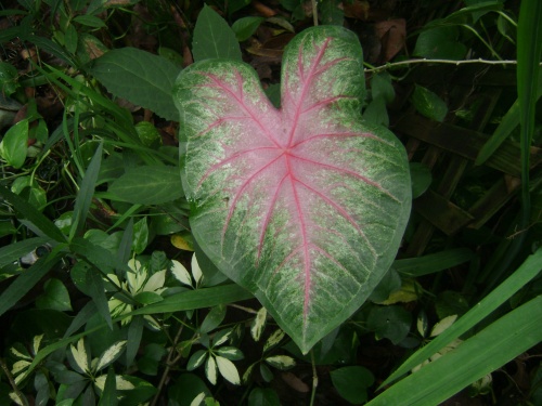 annual leaf