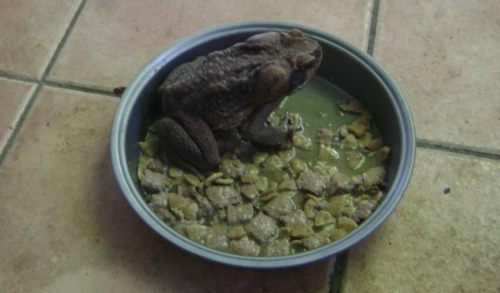 bullfrog dogdish